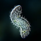 Bionix: Одноклеточные приключения