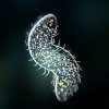 Bionix: Одноклеточные приключения