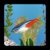 aniPet Freshwater Live WP