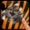 Scratch and guess the animal