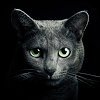 Найди кота