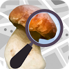 Mushroom Identificator (признать гриб)