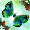 Flutter: Butterfly Sanctuary